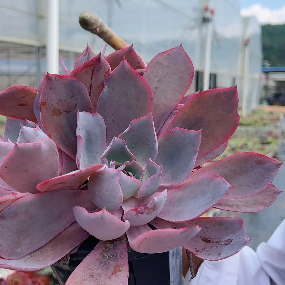 晚霞三头起发整桩整群