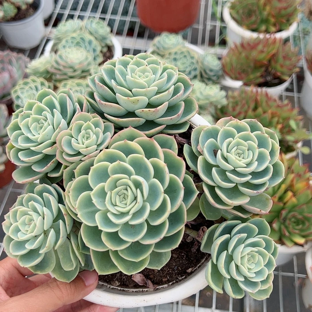 哈密瓜多头大盆多肉植物大盆