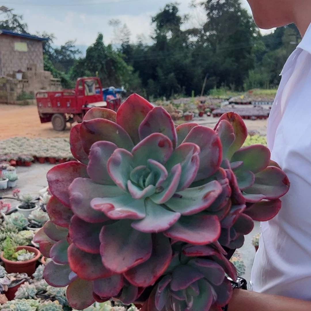 疯狂锦超级大多头群生