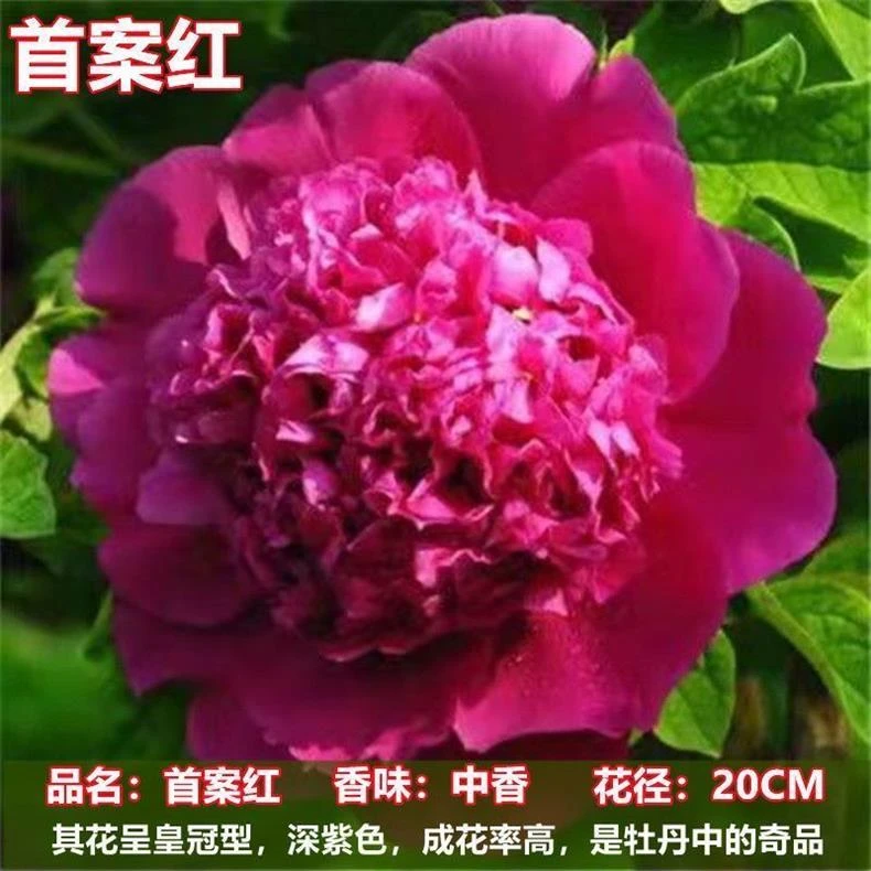 【首暗红】正宗观赏重瓣牡丹大苗盆栽室内外庭院耐寒花卉树苗