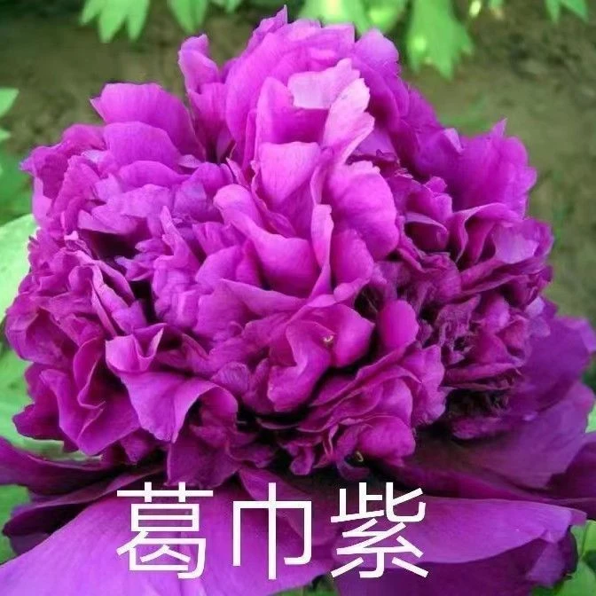 【葛巾紫】牡丹花苗重瓣带花苞适合室内外庭院种植