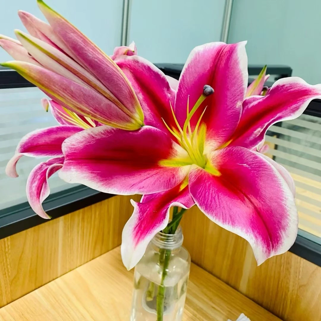 【大聪明卖花】红福香水百合花云南香水百花家用鲜花云南直发鲜花