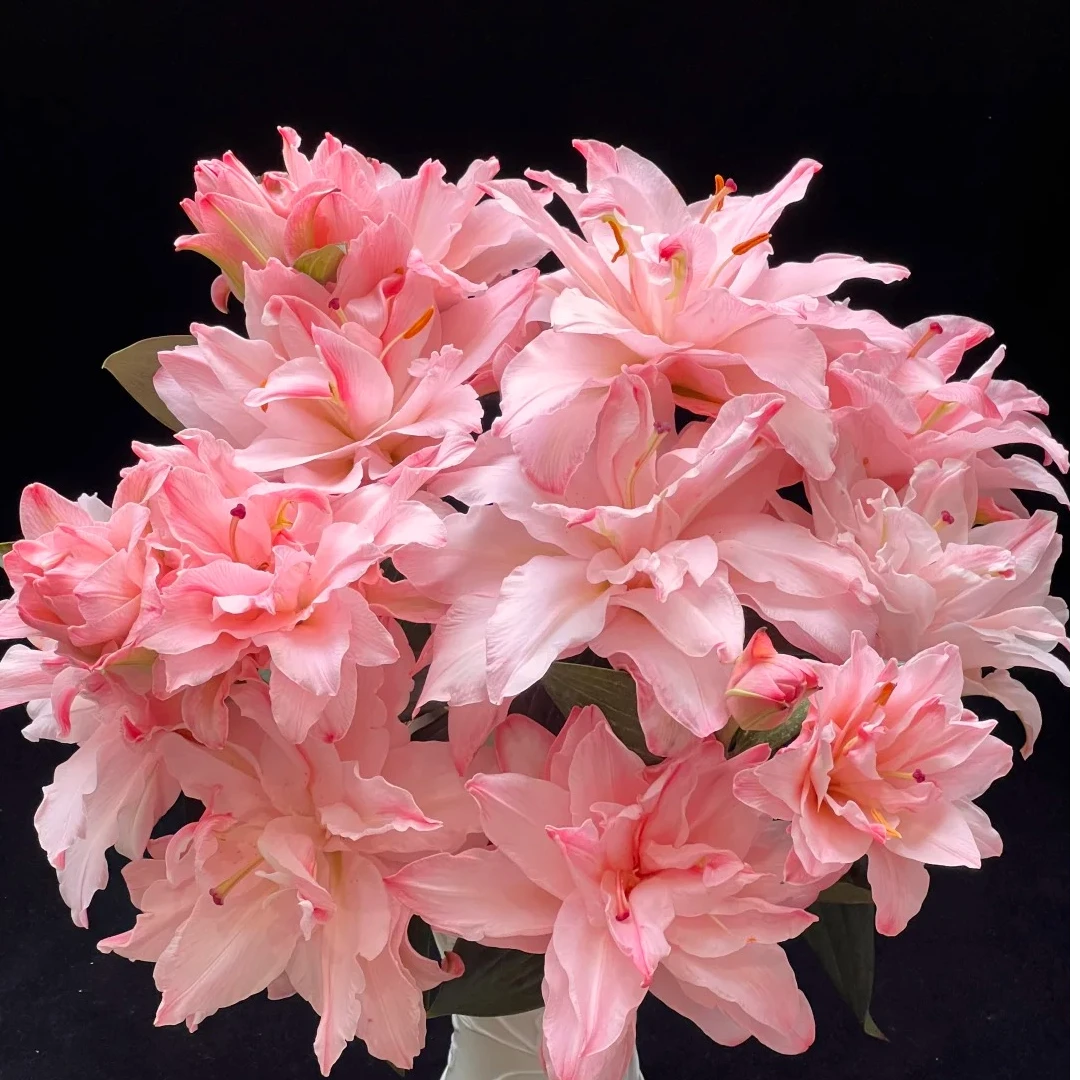 【源头优选】布朗尼 重瓣百合任意两单升级顺丰京东或德邦快递