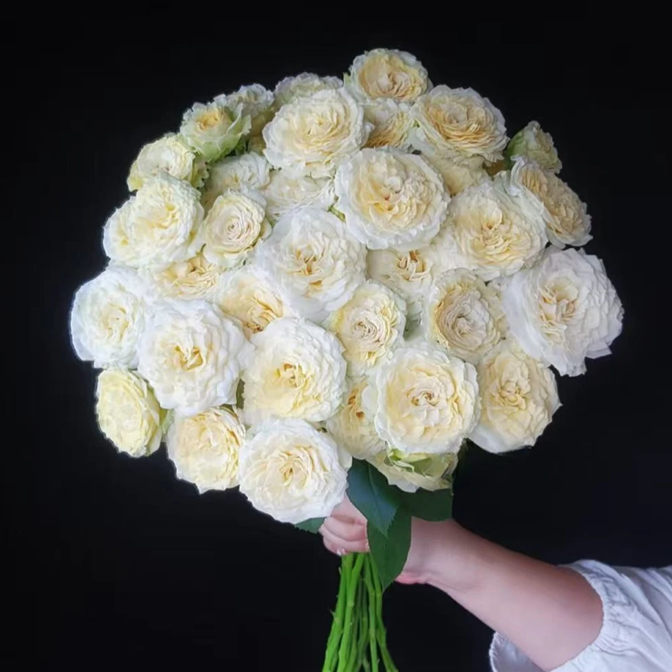 【源头优选】白色LUV 多头玫瑰-任意2单鲜花包邮 云南鲜花