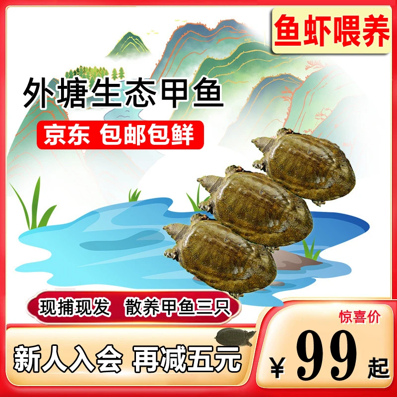 【三只童子鳖】正宗外塘放养母甲鱼中华老鳖鲜活食用水团鱼王八