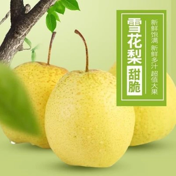 冰糖雪梨当季梨子整箱雪梨应季水果非皇冠梨当季包邮清脆多汁
