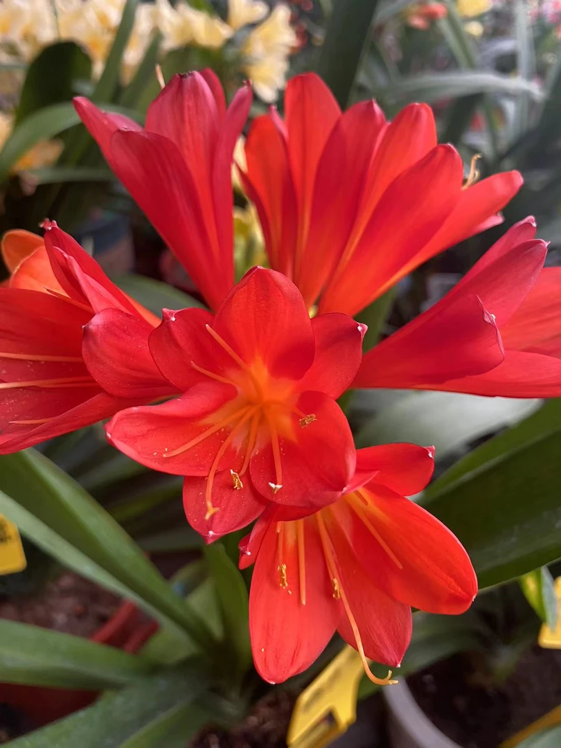 异花君子兰大花类苗子苗子