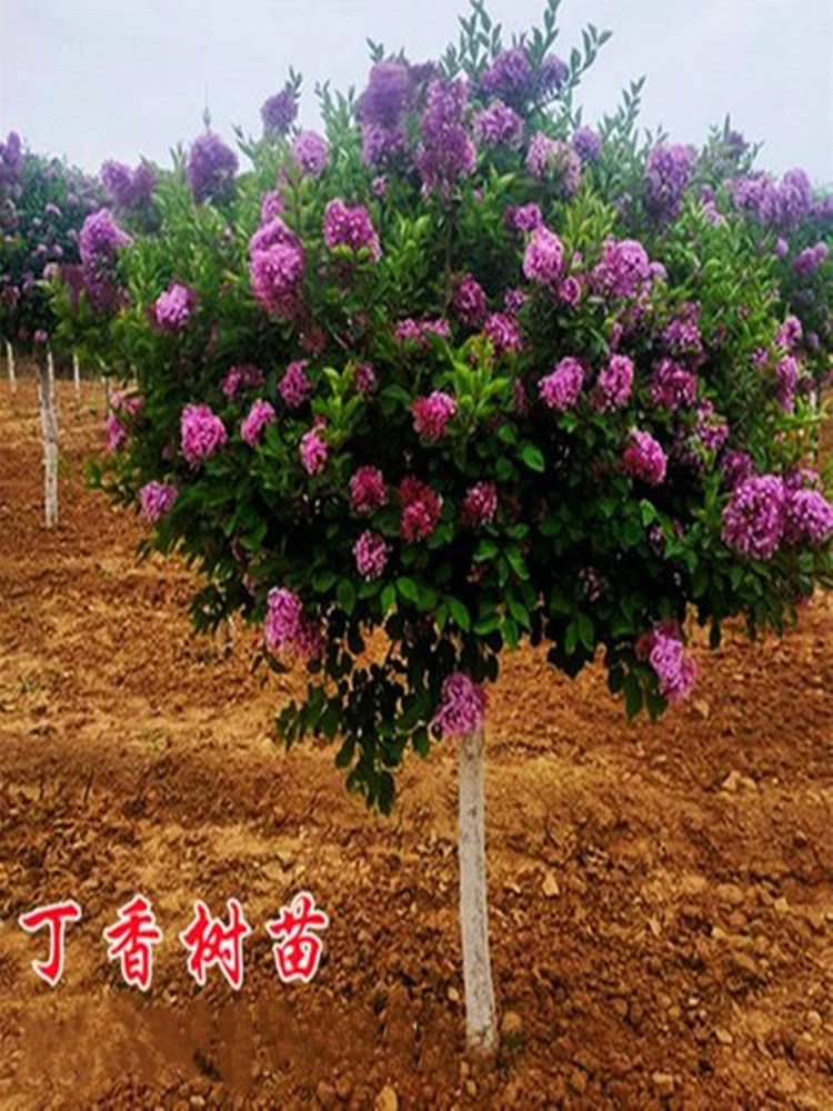 丁香花树苗浓香型四季丁香花苗盆栽地栽室内庭院南方北方开花植物
