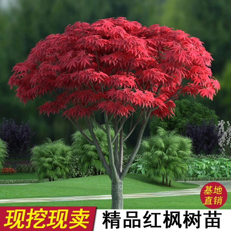 红枫树苗庭院四季红日本红舞姬美国红枫耐寒地栽盆栽风景树绿化苗