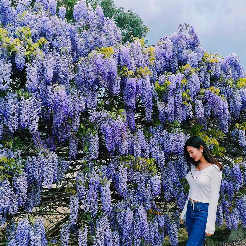 多花紫藤花苗长穗爬藤植物耐寒紫罗兰阳台庭院花园攀援花卉易养活