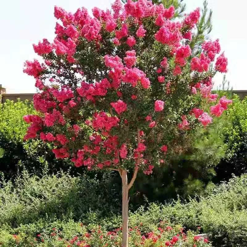 紫薇树苗美国红火箭盆栽地栽绿植庭院阳台楼绿化苗百日红当年开花