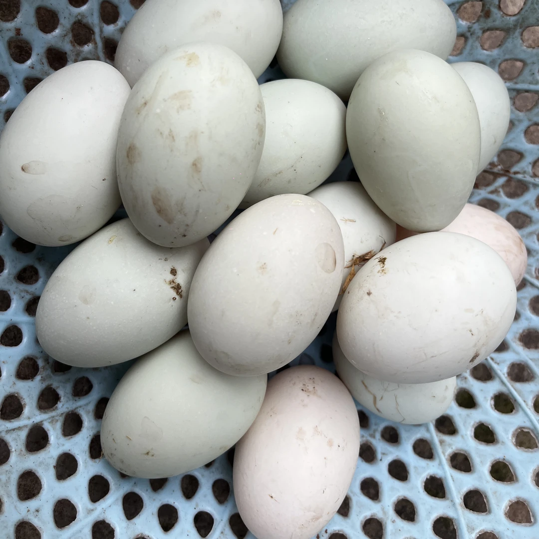 四川农村土鸭蛋(30枚)(收到请尽快食用，如有损坏请及时联系)