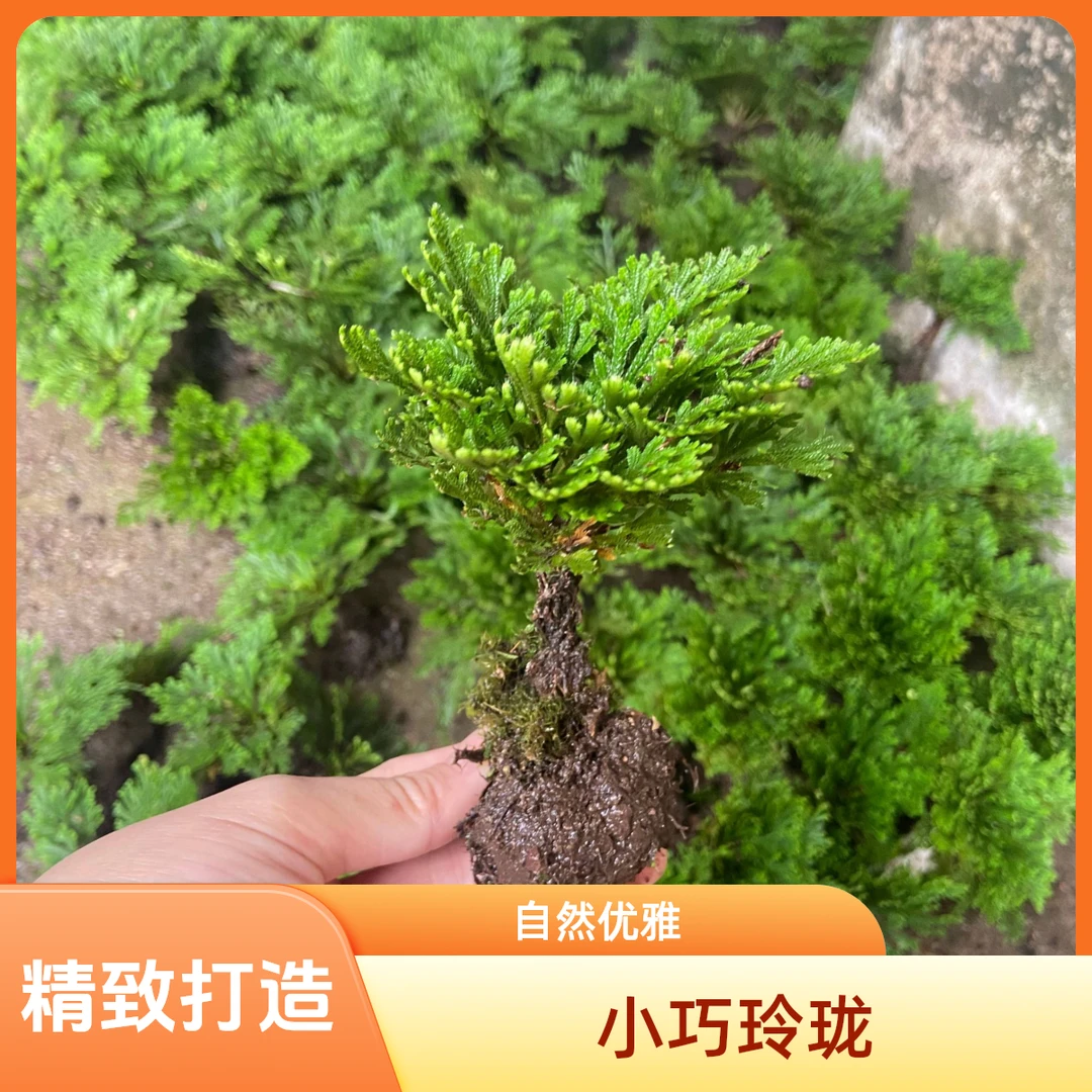 单颗卷柏四颗五颗随机发
