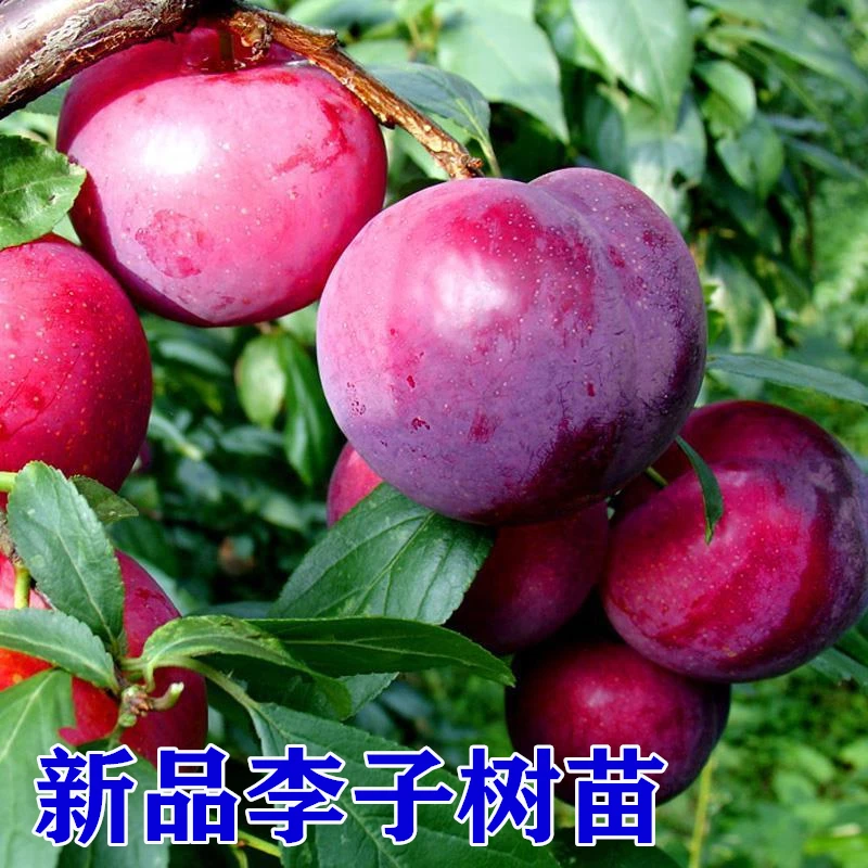 优质嫁接李子苗特大脱骨李子苗南北方种植盆栽地栽易成活当年结果