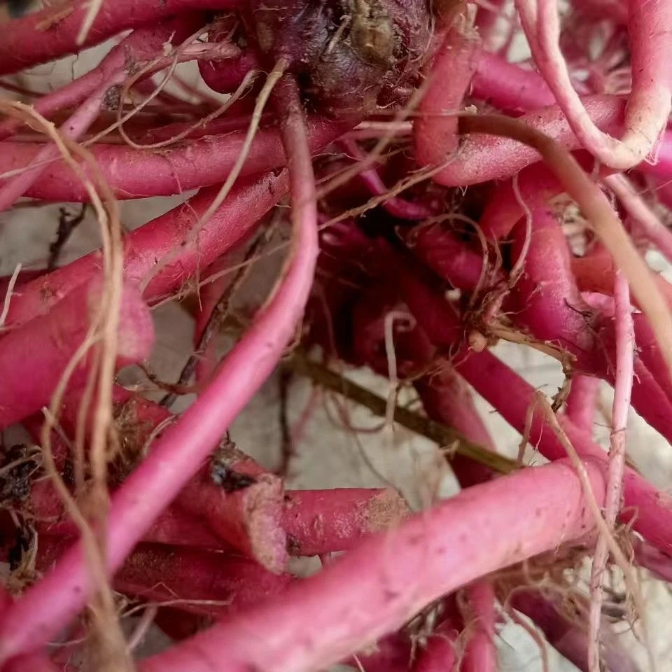 红克漆苗新鲜红土牛膝倒扣草川牛膝怀牛膝绿植盆栽花