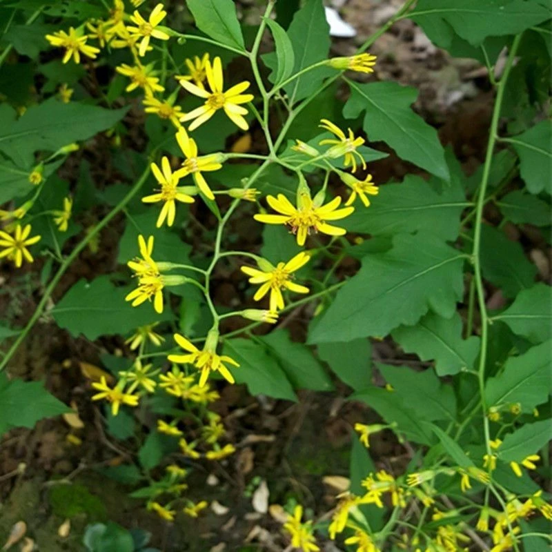 野生新鲜千里光 九里明 纯天然 无公黄花母九里光 母婴宝宝洗澡