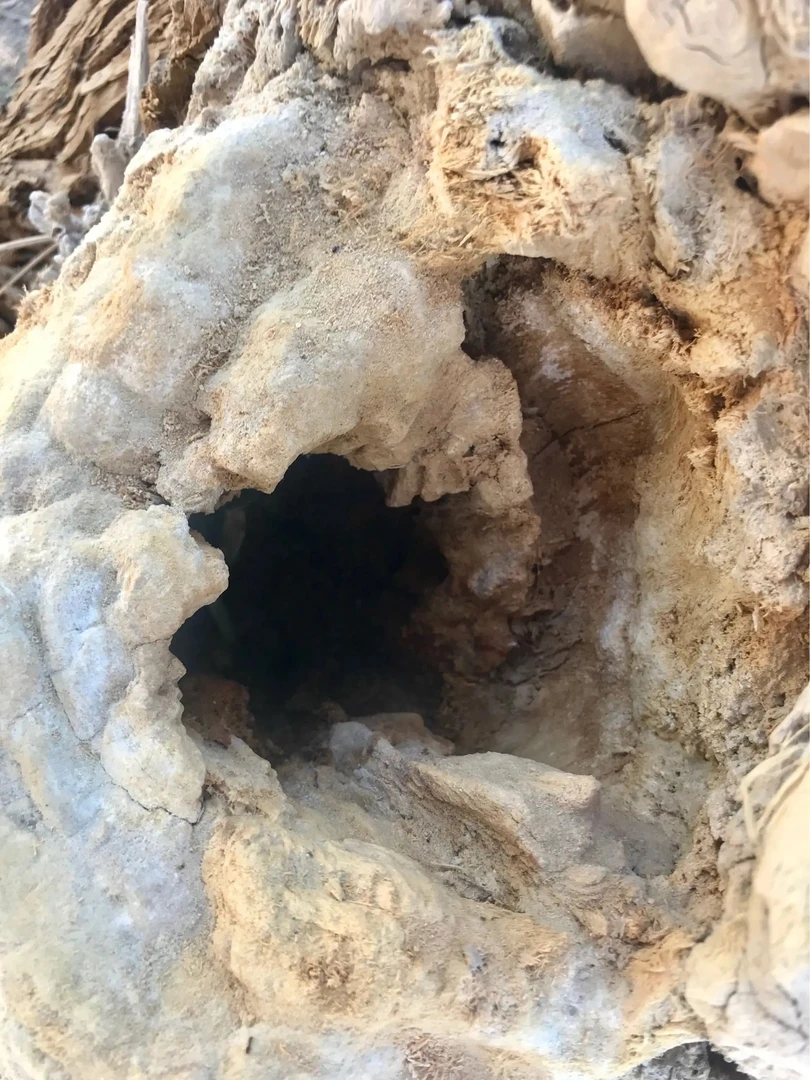 新疆特产尉犁特产胡杨泪togruga300g