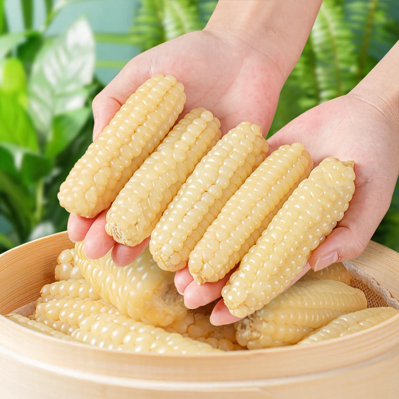 云南版纳拇指玉米香糯小玉米傣家甜手指小玉米宝宝小玉米零食真空