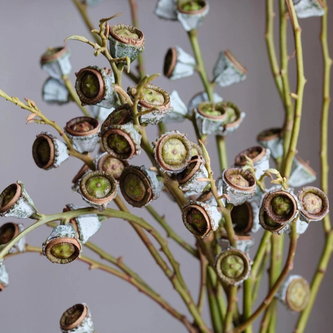 【尤加利果】浓香尤加利果客厅室内干培花材基地直发