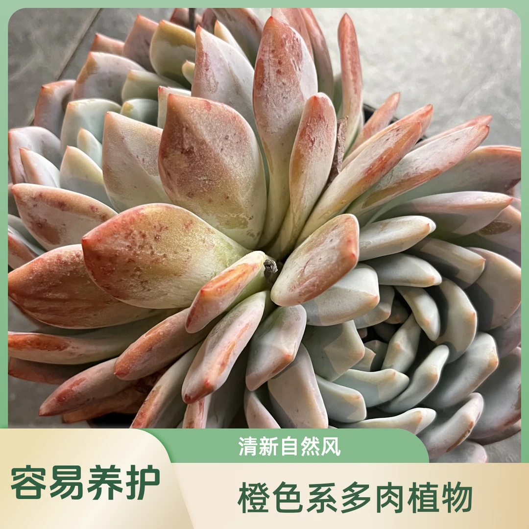 开心集美双头橙梦露多肉植物发货进口种植售后拍下单地区