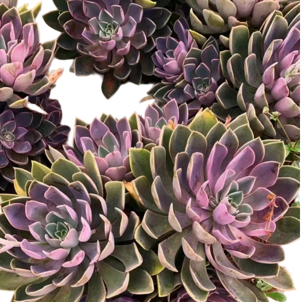 地栽手捧琼斯新手好看好养 多肉植物室内带土上盆种植小苗