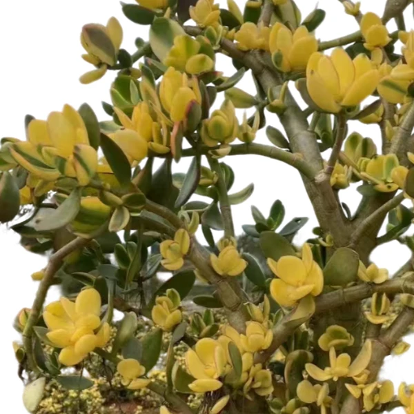 地栽大号新花月锦好看好养 多肉植物室内带土上盆种植小苗