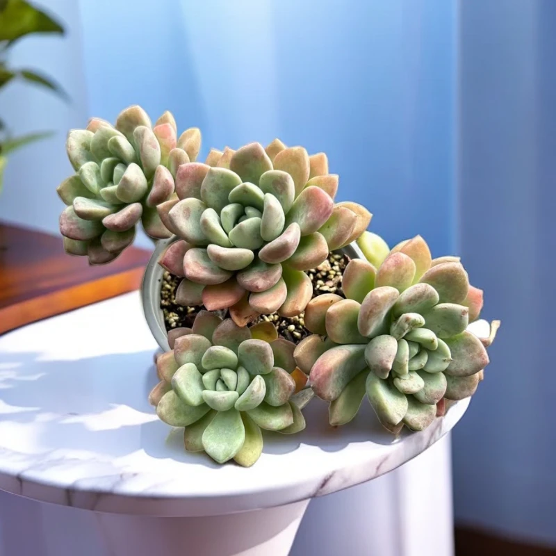 开心王小草花斑鹿。160#多肉植物发货进口种植售后下单地区拍下订