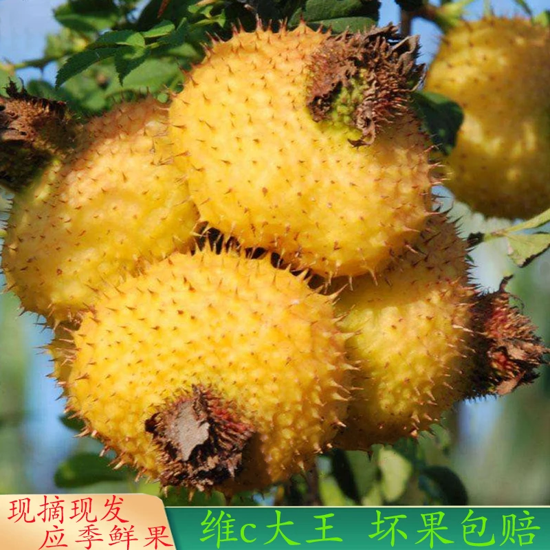 刺梨鲜果野生刺梨果泡酒榨汁果脯贵州特产正宗营养原生态丰富健康