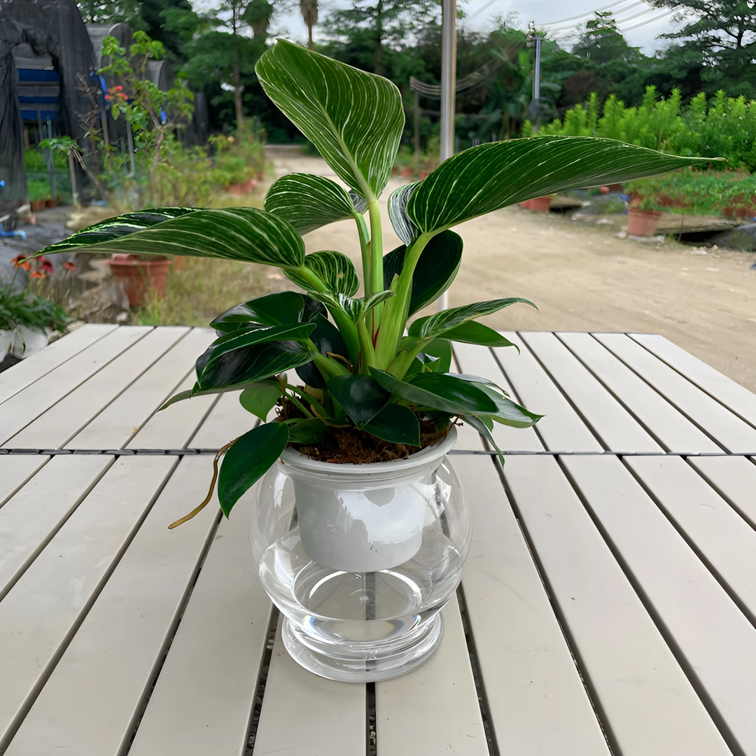 大叶铂金钻盆栽室内净化空气甲醛花卉水培植物办公室懒人好养绿植