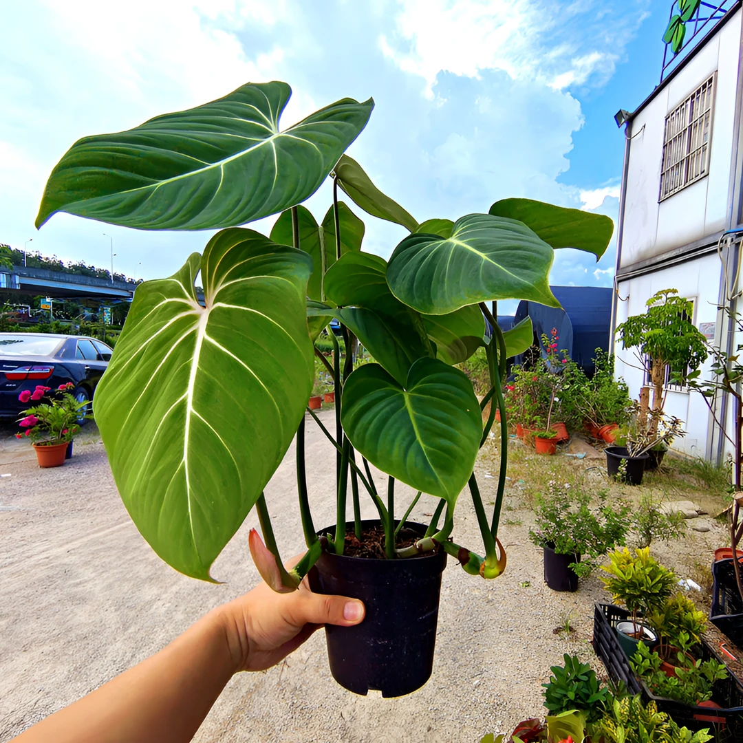 荣耀蔓绿绒类室内观叶植物盆栽办公室客厅心形大叶绿植超划算