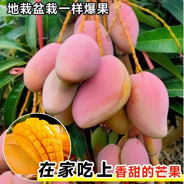 芒果树苗嫁接金煌芒四季芒果苗树当年结果庭院盆栽果树果苗特大