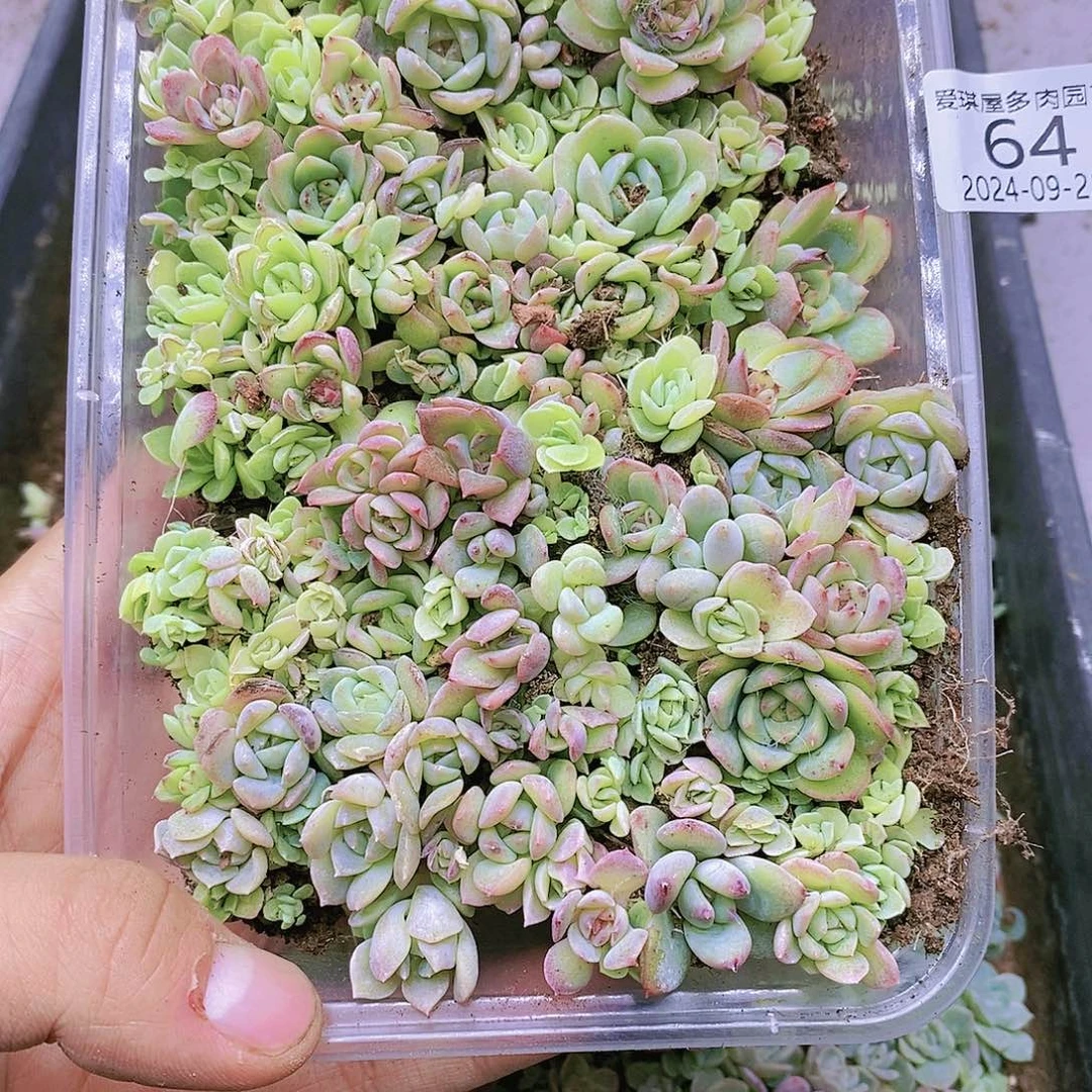 多肉植物多肉植物64