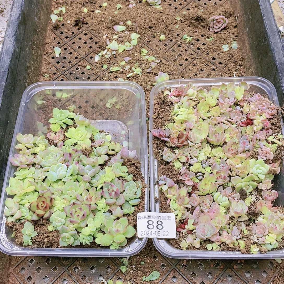 多肉植物多肉植物88