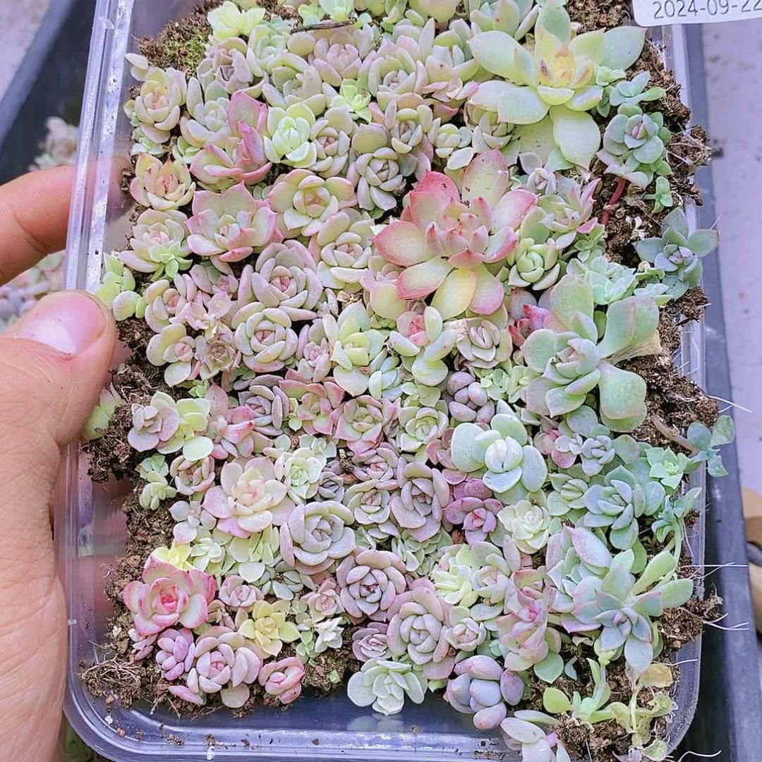 多肉植物多肉植物62