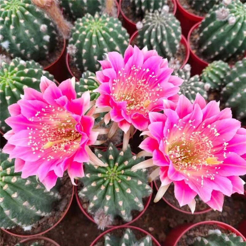 【阿尔特娜】丽花属仙人球仙人掌易长花苞多肉植物阳台防辐射绿植花