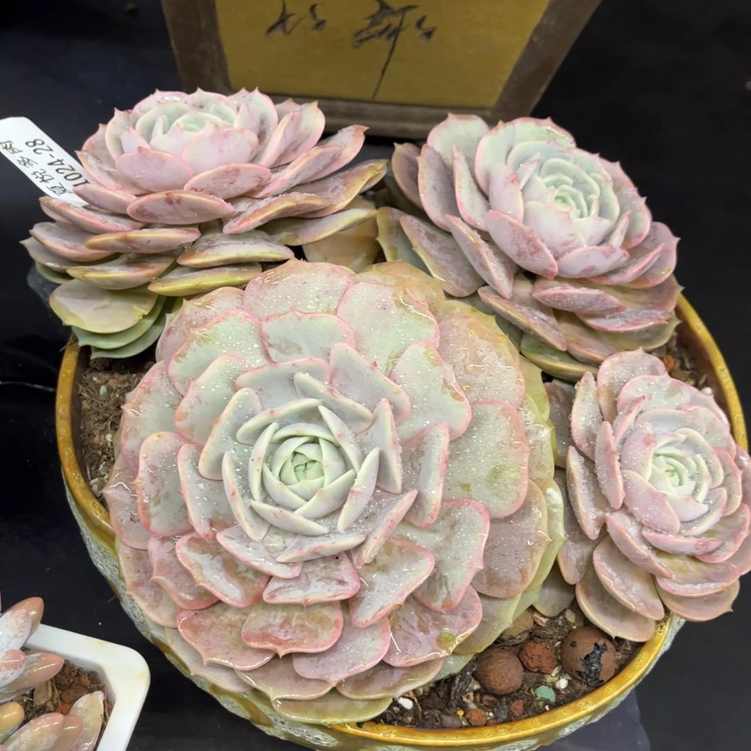 1024夏悦多肉粉蝶28