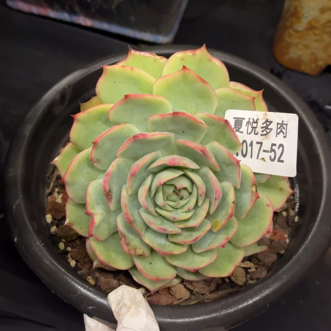 1017夏悦多肉粉色提示52