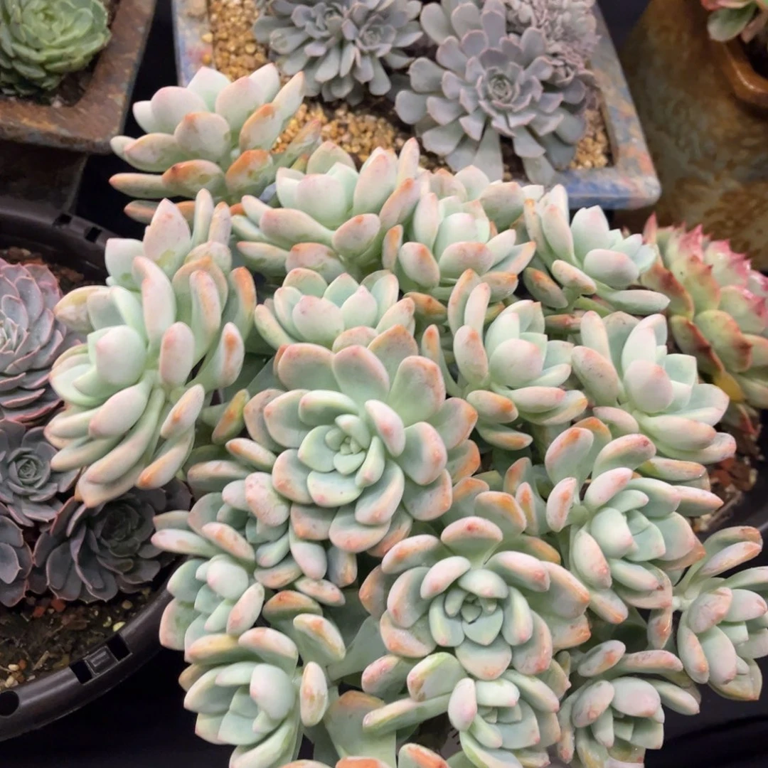 1017夏悦多肉露凝香51