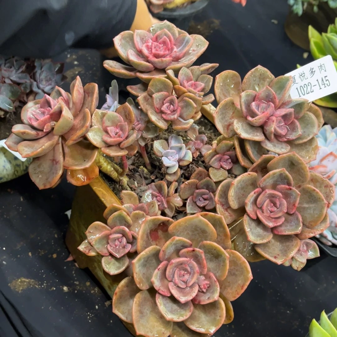 1022夏悦多肉琉璃盏145