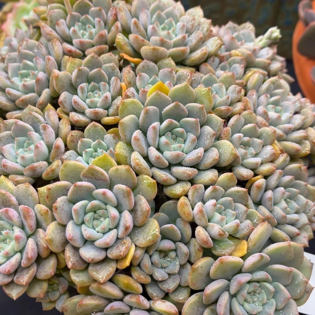 1024夏悦多肉粉布偶53