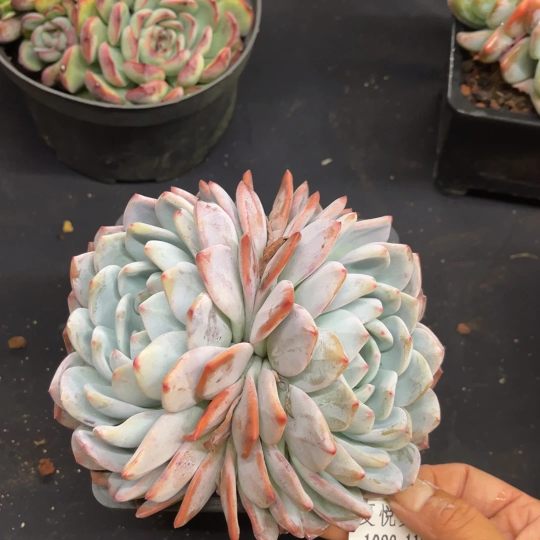 1022夏悦多肉橙梦露117