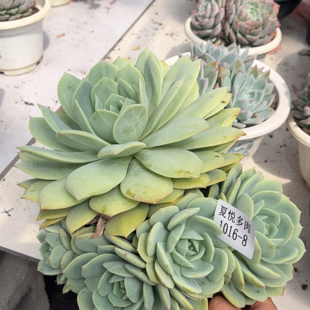 1016夏悦多肉恋曲8