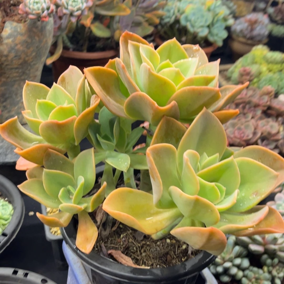 1015夏悦多肉贺氏195