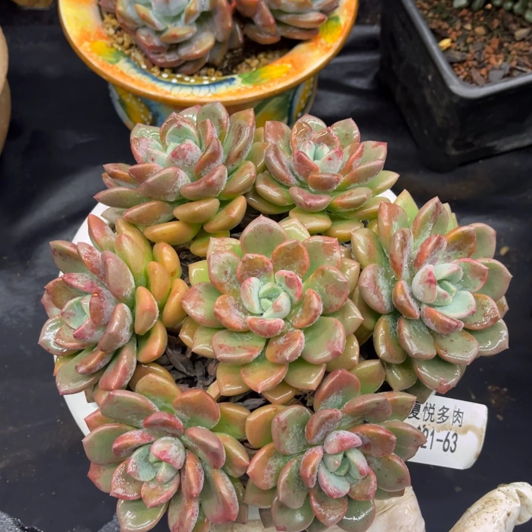 1021夏悦多肉白鹭63