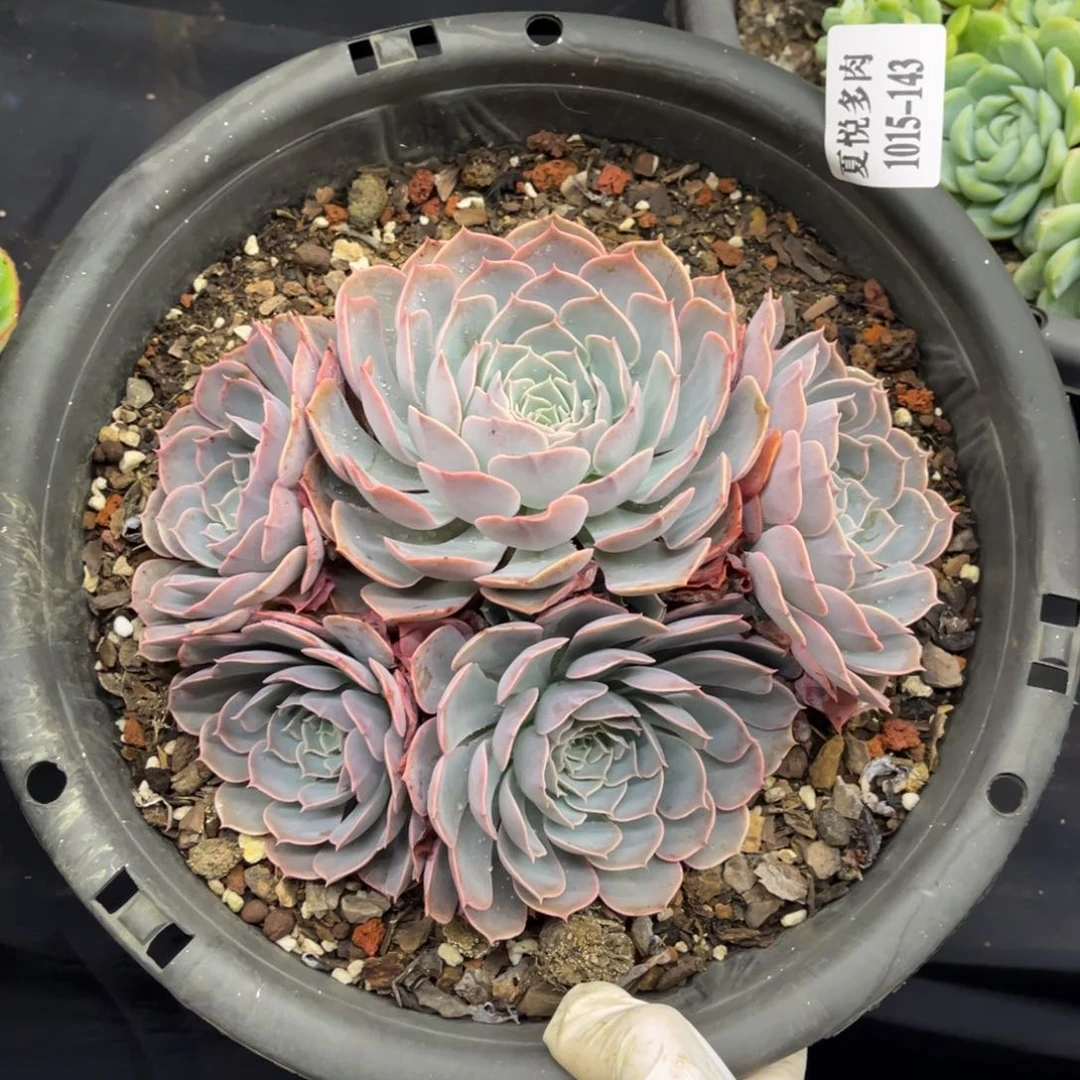 1015夏悦多肉天赐143