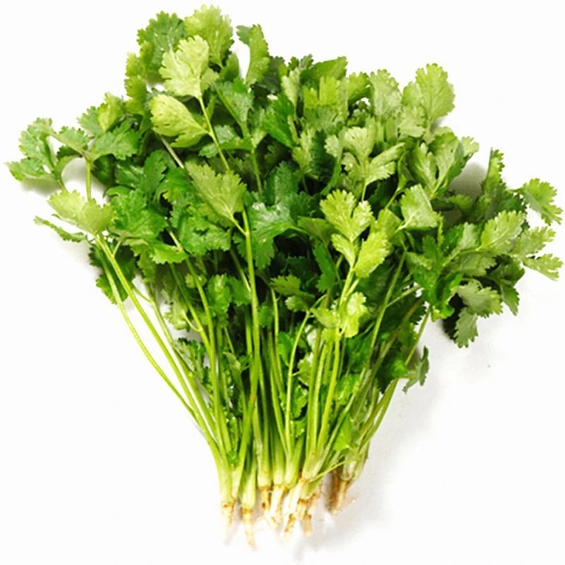 鲜·香菜约50g