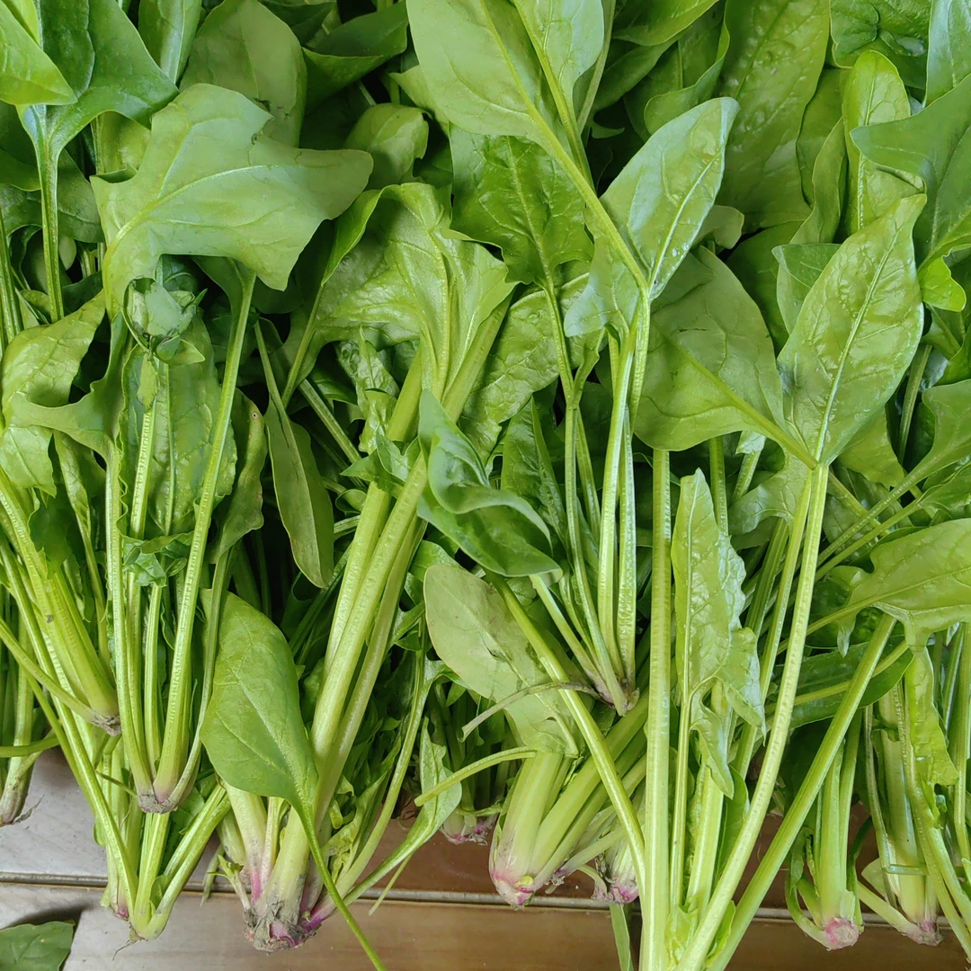 【红根菠菜3斤】农家自种露天新鲜菠菜现采现发红根菠菜顺丰包邮