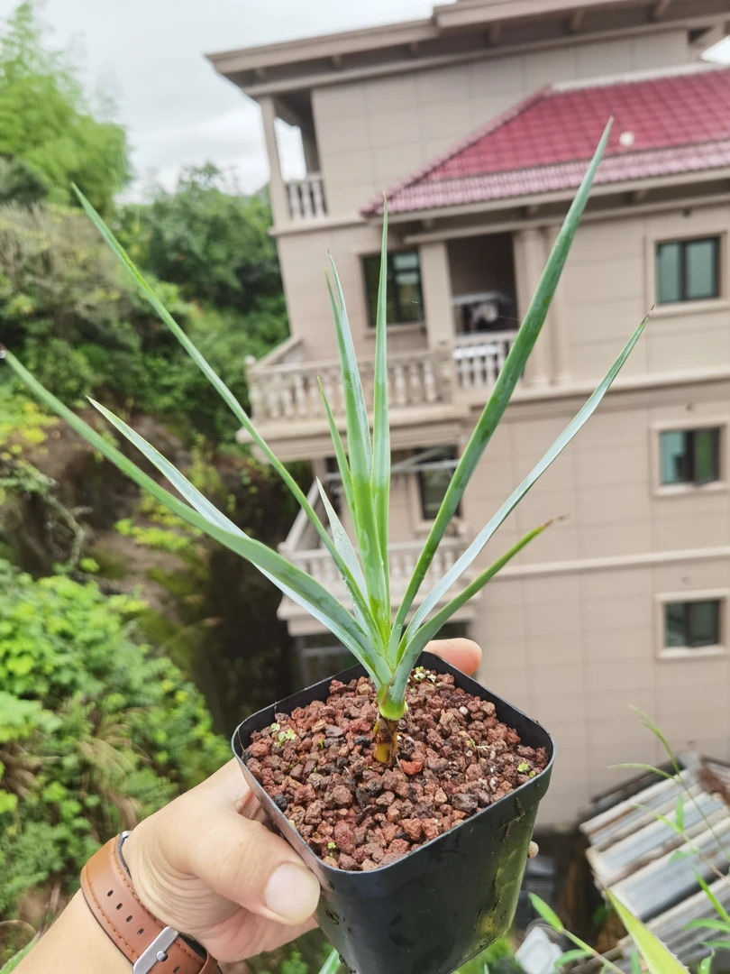 蓝丝兰盆栽绿植带盆带土发货随机