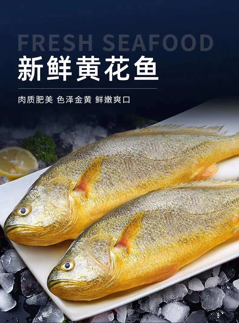 宁德黄花鱼 活冻黄花鱼 鲜冻黄瓜鱼 海捕深海黄花鱼 生鲜黄花鱼
