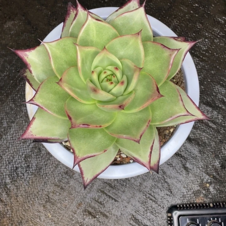 一**乛乌木多肉，山人园艺